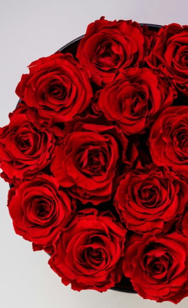 red roses